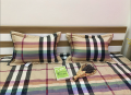 Bộ ga chun Olympia chần vải Cotton Hàn 21#3
