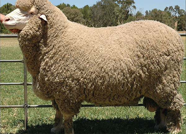 Chăn lông cừu Úc Woolcomfort Crown